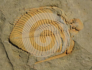 trilobite fossil texture