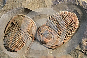 trilobite fossil texture