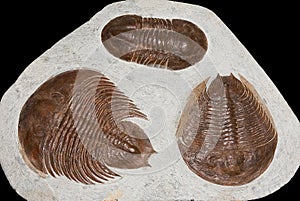 Trilobite fossils photo