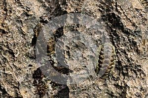 Trilobite fossils embedded in seashore rock.