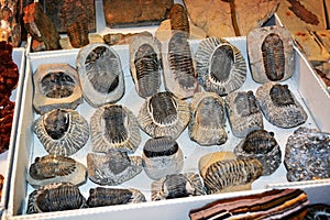 Trilobite fossils