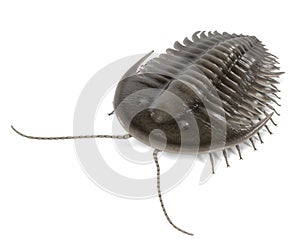 Trilobite