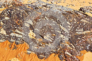 Trilobite stone fossils in Sahara Desert