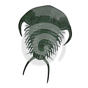 Trilobite (top view)