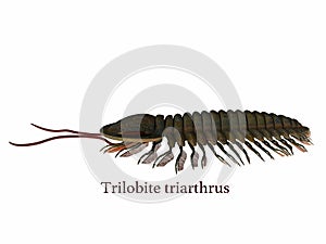 Trilobite triarthrus with Font