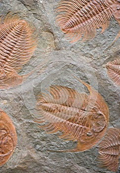 Trilobites
