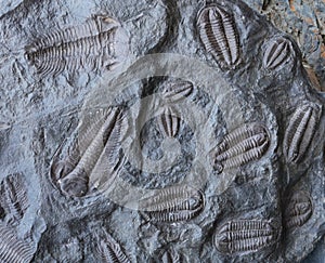 Trilobites