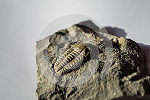 Trilobites are a group of extinct marine arachnomorph arthropods