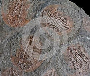 Trilobites II