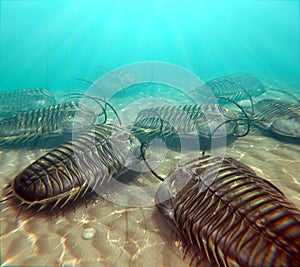 Trilobites Scavenging On The Seabottom