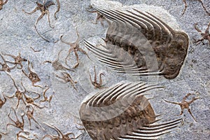 Trilobyte fossil on sand stone background