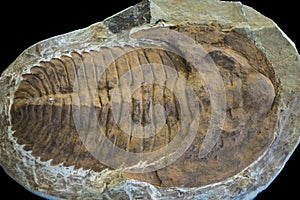 Trilobyte fossil on sand stone background