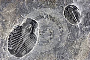 Trilobyte Fossils