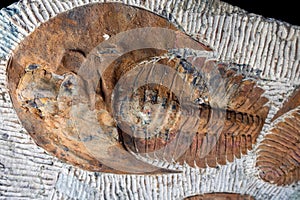 Trilobyte Fossils