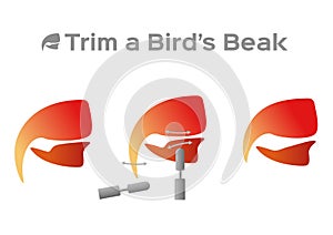 Trim and cut bird beak structure anatomy / vector photo