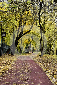 Trim track in forest in autumn