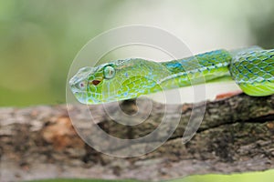 Male Trimeresurus (parias) hageni\'s viper Hagen in a steady attacking stance against a natural background photo