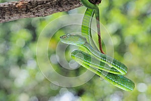 Male Trimeresurus (parias) hageni\'s viper Hagen in a steady attacking stance against a natural background photo