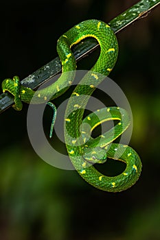 Trimeresurus hageni, Hagen`s greem pit viper