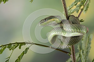 Trimeresurus Insularis closeup on branch