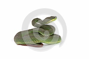 Trimeresurus Insularis closeup on isolated background