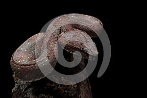 Trimeresurus puniceus snake closeup on branch