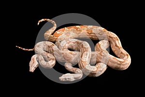 Trimeresurus puniceus