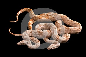 Trimeresurus puniceus