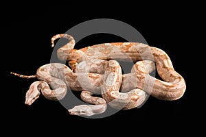 Trimeresurus puniceus