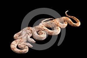 Trimeresurus puniceus