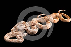 Trimeresurus puniceus