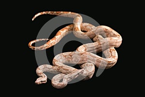Trimeresurus puniceus