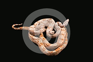 Trimeresurus puniceus