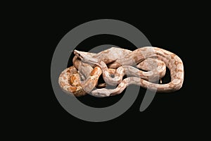 Trimeresurus puniceus