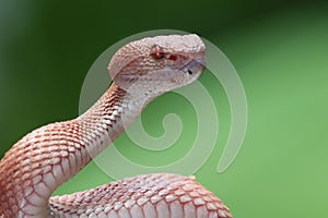 Trimeresurus purpureomaculatus closeup head