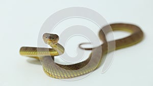 Trimeresurus purpureomaculatus mangrove pit viper snake or shore pit viper isolated on white background