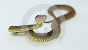 Trimeresurus purpureomaculatus mangrove pit viper snake or shore pit viper isolated on white background