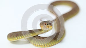 Trimeresurus purpureomaculatus mangrove pit viper snake or shore pit viper isolated on white background