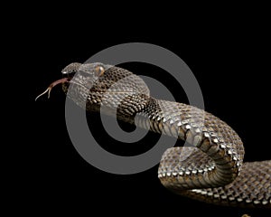 Trimeresurus purpureomaculatus purple mangrove pit viper