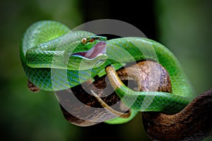 Trimerusurus Albolaris