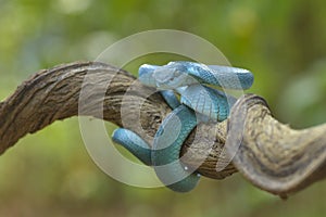 Trimesurus insularis also known as  blue viper
