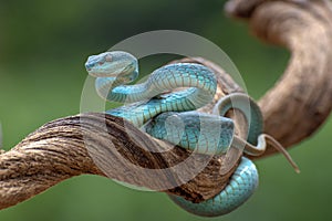 Trimesurus insularis also known as  blue viper