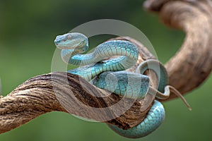 Trimesurus insularis also known as  blue viper photo