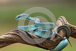 Trimesurus insularis or blue viper