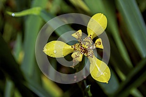 Trimezia steyermarkii (yellow walking iris)