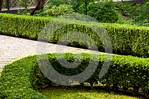 Trimmed boxwood bushes in a well groomed park.