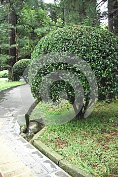 Trimmed Bush in the shape of a ball in the Park. Shaped trimmed bush for garden landscape design.Perfect circle shape clipped