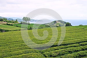 Trimmed bushes of Chinese camellia on a tea plantation on the island of San Miguel, Portugal. Tea grows in the Azores