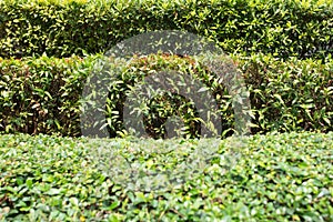 Trimmed bushes. Several rows of clipped shrubs natural texture