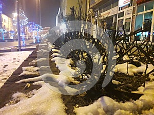 Trimmed bushes in the snow